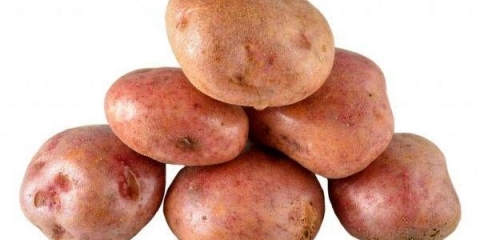 Hrabrost krompira: karakteristike, sadnja i njega